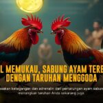 Jenis-Jenis Ayam Sabung yang Paling Dicari di SV388