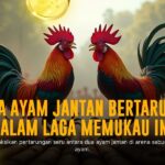 Bongkar Rahasia Sabung Ayam SV388 yang Bikin Adu Ketat!