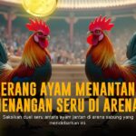 Rahasia Sabung Ayam SV388: Jenis dan Odds Terbaik