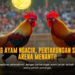 Sabung Ayam SV388: Adu Strategi dan Keberuntungan di Arena Virtual